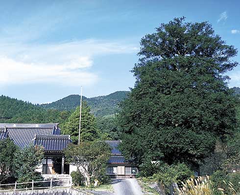 洞海寺のカヤ