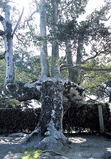�������̃N���K�l���`
