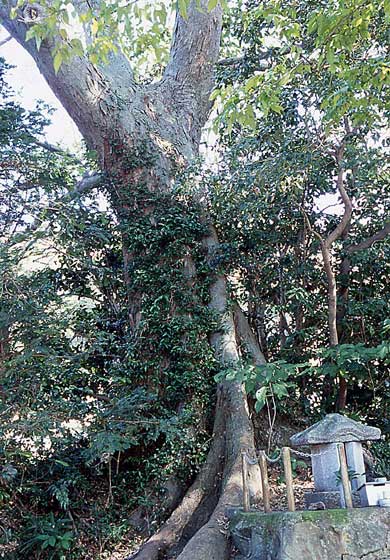 森様のムクノキ
