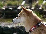 道の駅　みとう　鴨さんを見つめるもぐ２