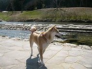 道の駅　みとう　川辺を散歩するもぐ