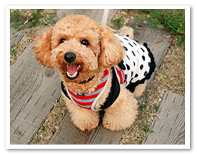 犬写真サンプル