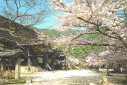 阿弥陀寺の春の境内の写真−桜がきれい