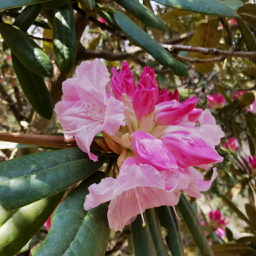 枝垂れ桜