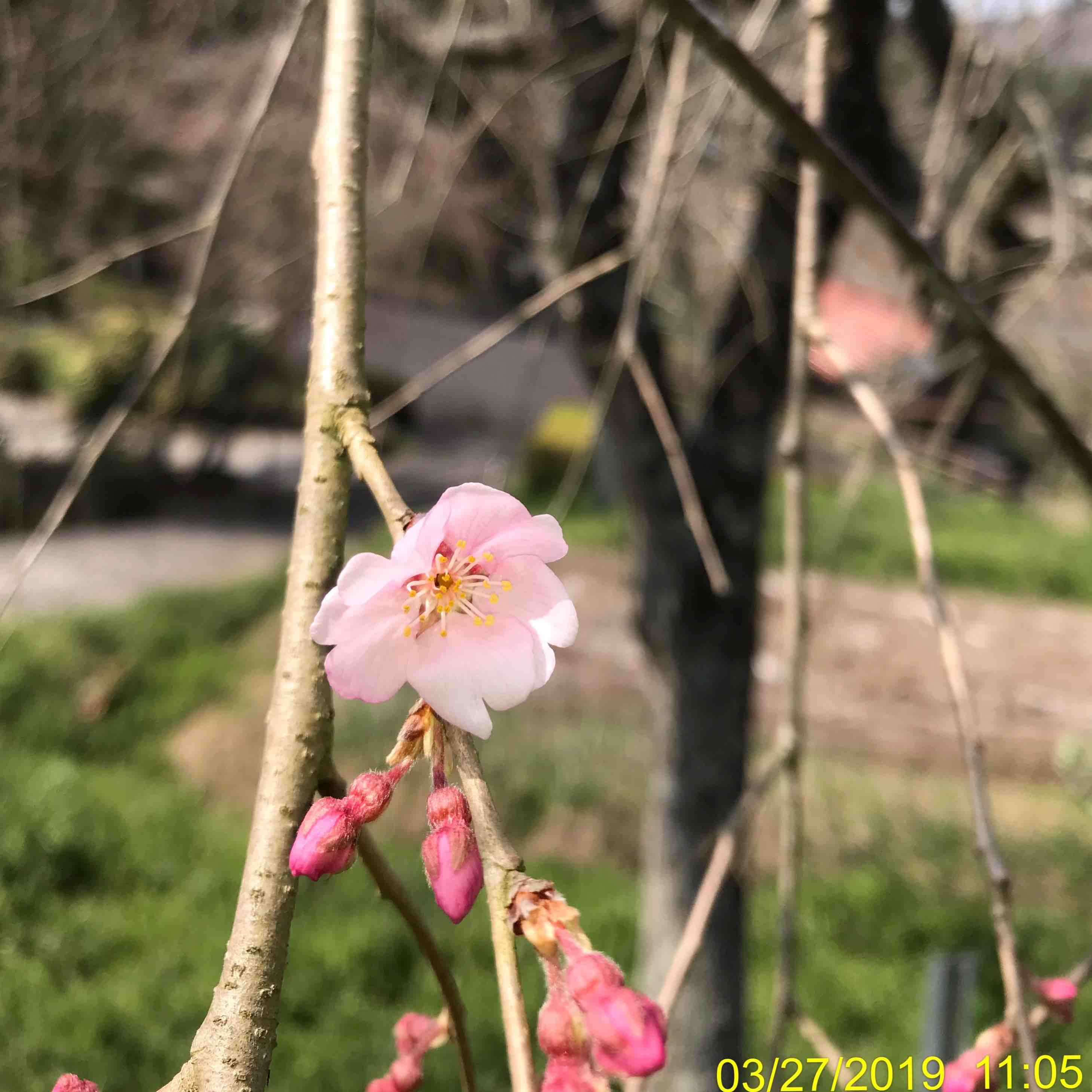 枝垂れ桜