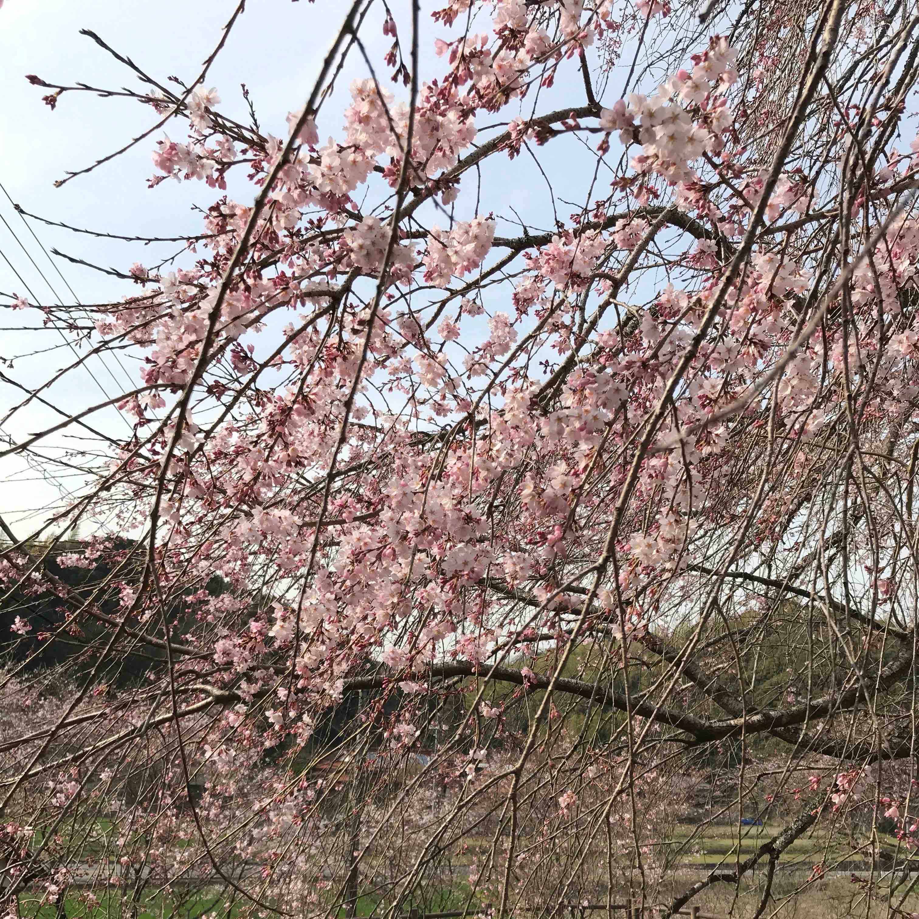 枝垂れ桜