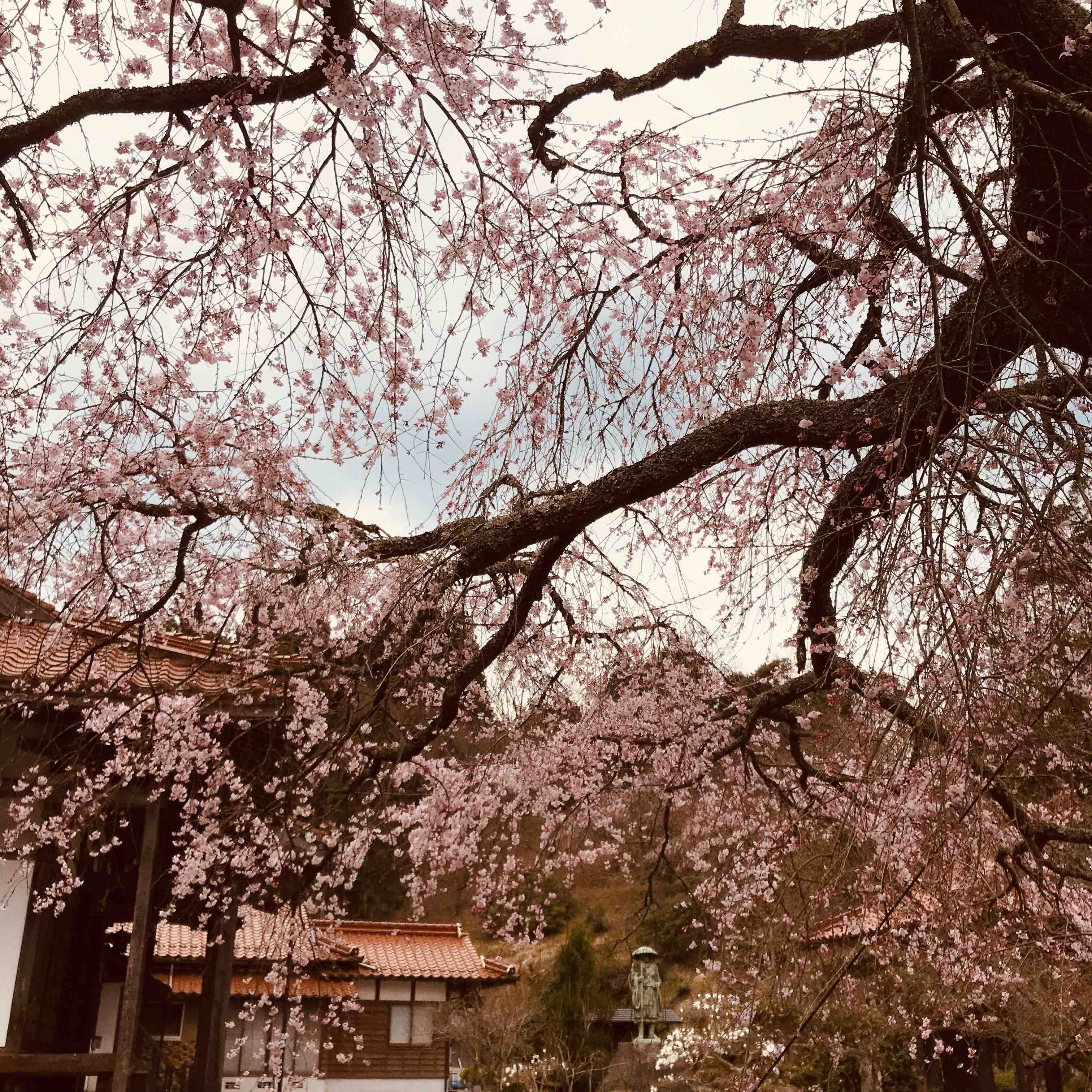 枝垂れ桜