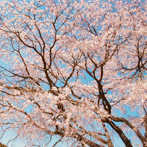 枝垂れ桜