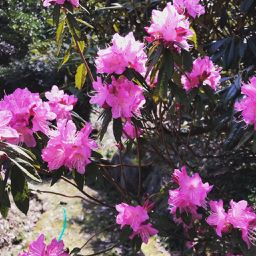 枝垂れ桜