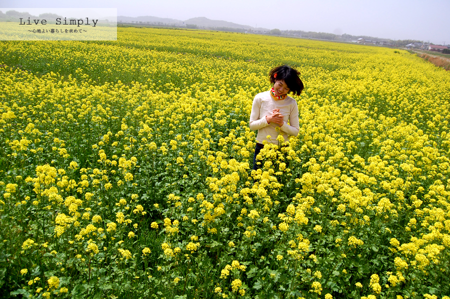 菜の花たんぼ 2010.5.6