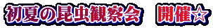 初夏の昆虫観察会　開催☆