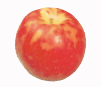 �W���i�S�[���h