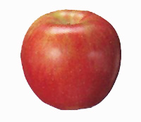 �V�i�m�X�C�[�g