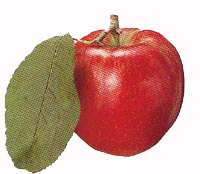 �V���E