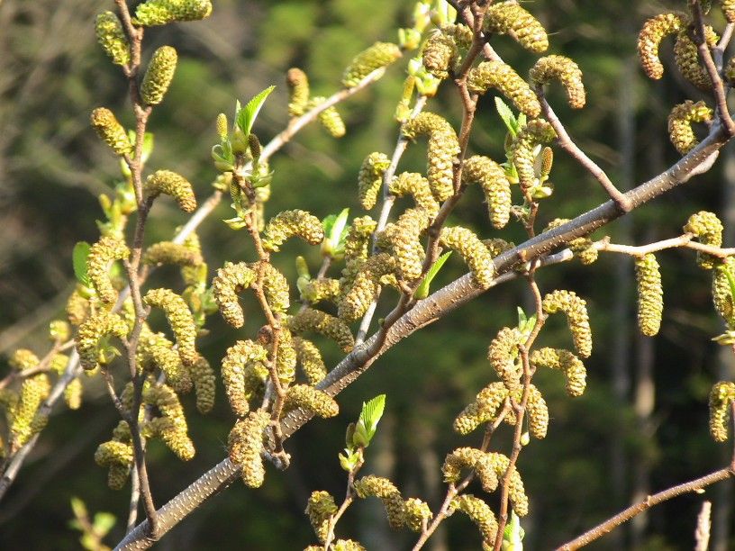 cedar090320.html