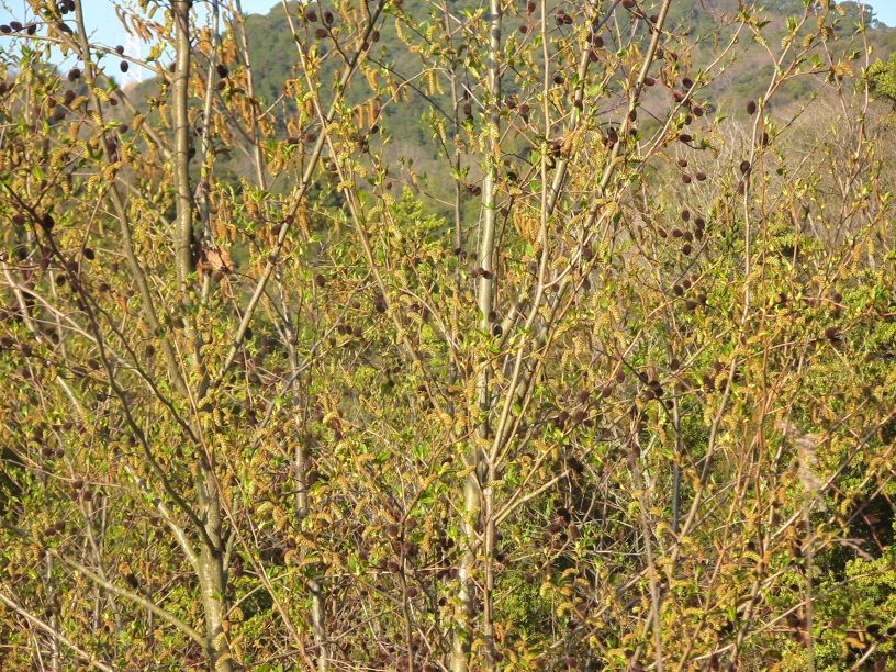 cedar090320.html