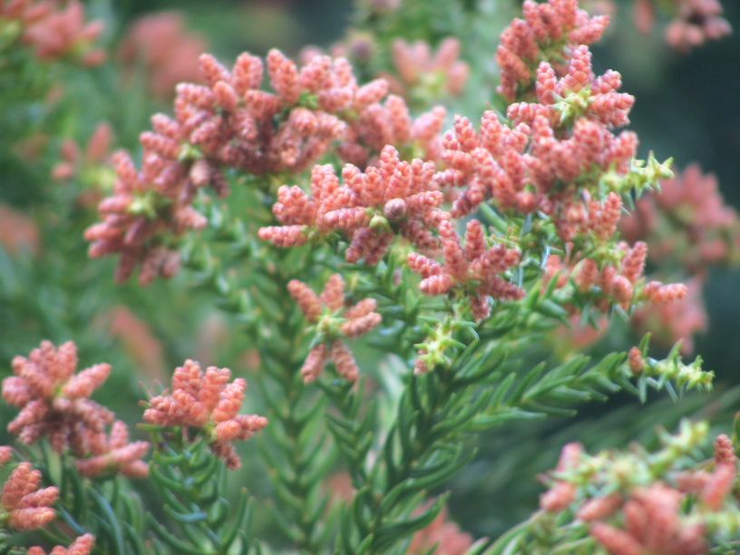 杉の花粉 ③ 江津市(島根)の花粉飛散情報【2025】 - ウェザーニュース