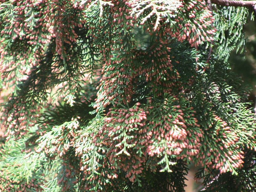cedar090320.html