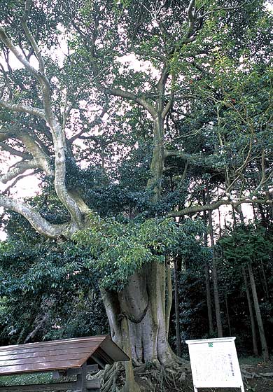 松郷八幡宮のコバンモチ
