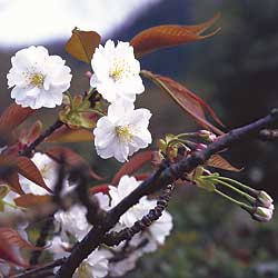 ヤエヤマザクラの花