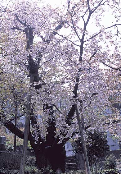 泉福寺のヤエヤマザクラ