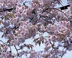 ヤエヤマザクラの花