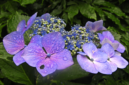 ajisai