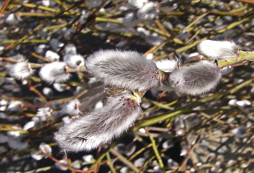 nekoyanagi