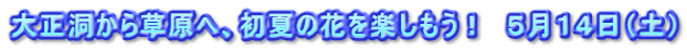 大正洞から草原へ、初夏の花を楽しもう！　５月１４日（土）