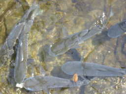 ڂ