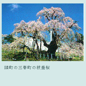 三春しだれ桜