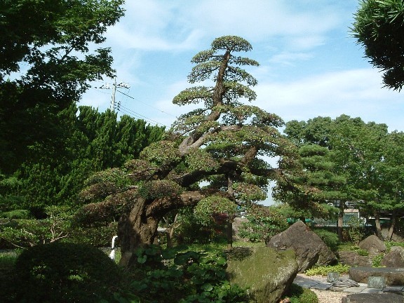 和風庭園