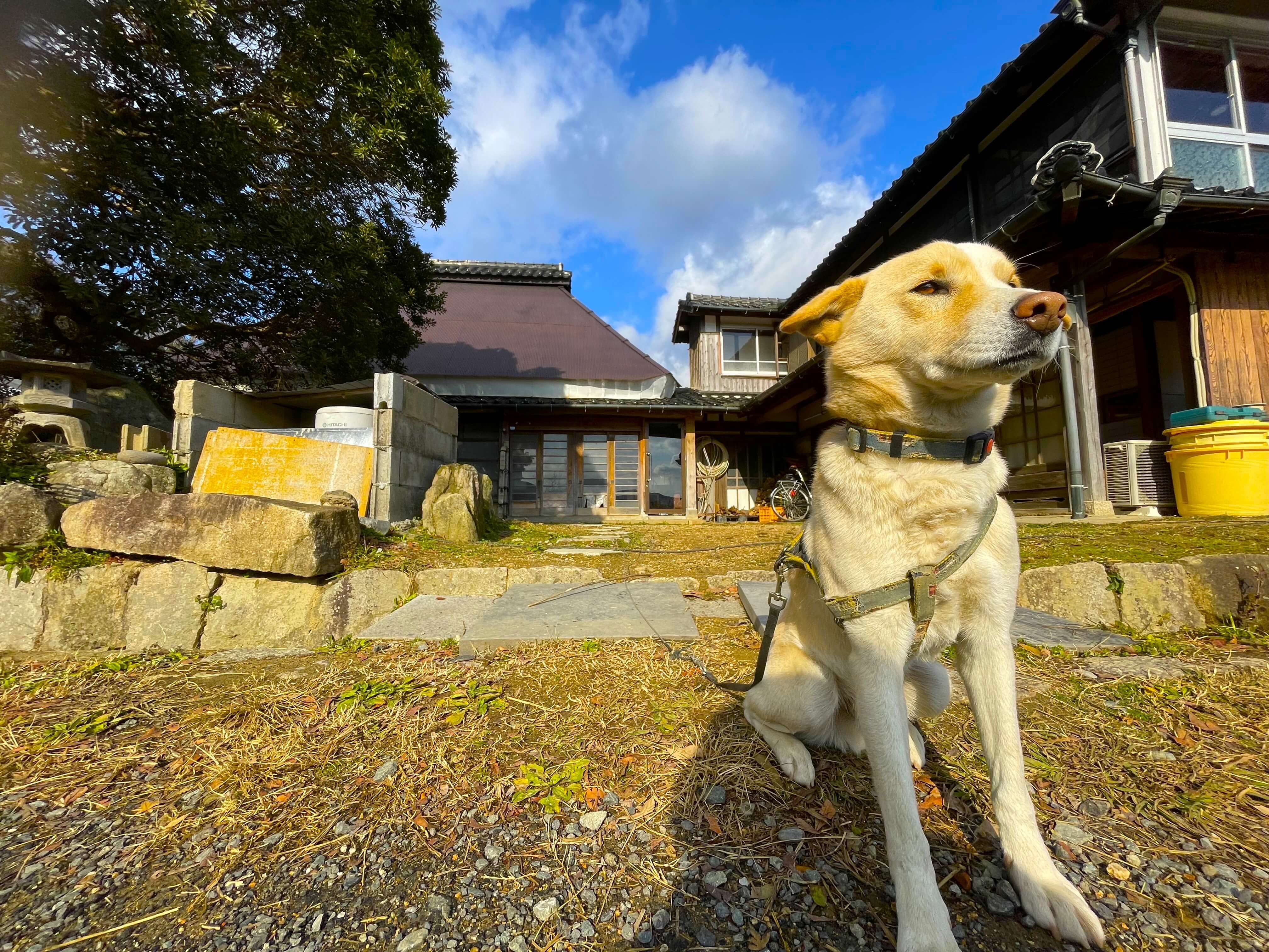 犬とのふれあい