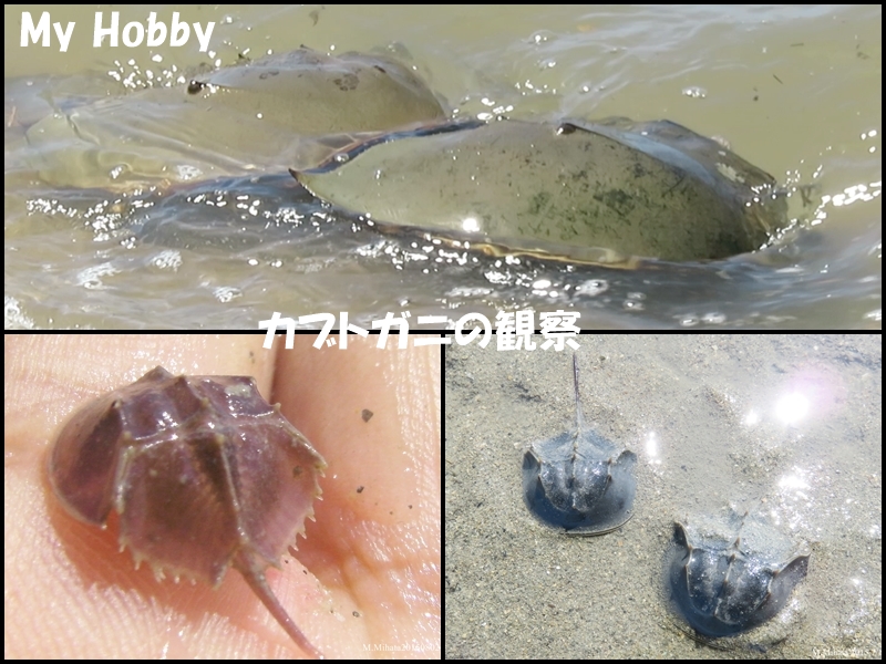 カブトガニ観察