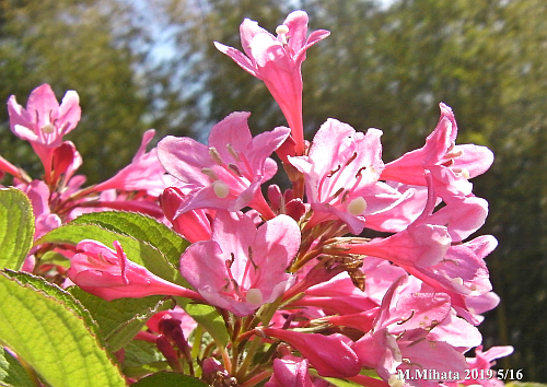 ５月の花