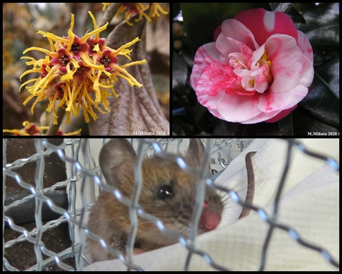 お花とカヤネズミ