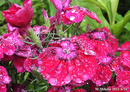 ６月の花