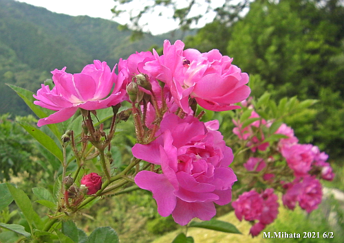 野バラ６月