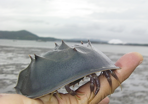 カブトガニ