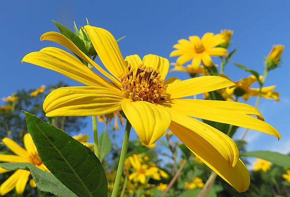 夏の花